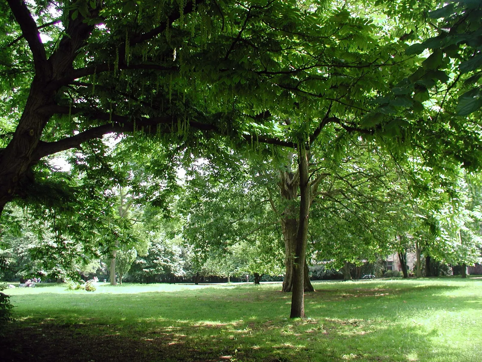 Stadtgarten in Köln, Blick in den Park